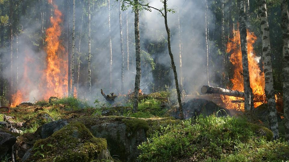 V bukovském lese u Raspenavy už nehoří. Požár v poledne uhasili