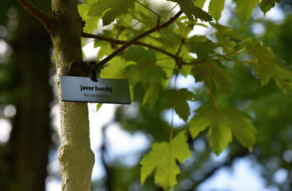 Prořezané stromy, naučná stezka. Park u hejnické lesnické školy prošel obnovou