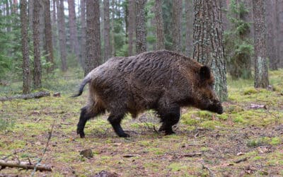 Veterinární správa vymezila pásmo okolo místa nálezu divočáka s africkým morem prasat. Nařídila také opatření proti šíření nákazy