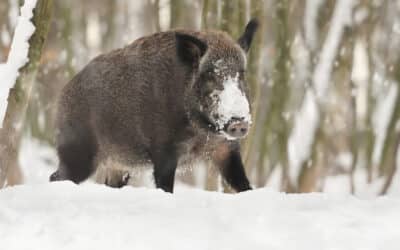 Státní veterinární správa vymezila na Liberecku ochranné pásmo navazující na pásmo infekce